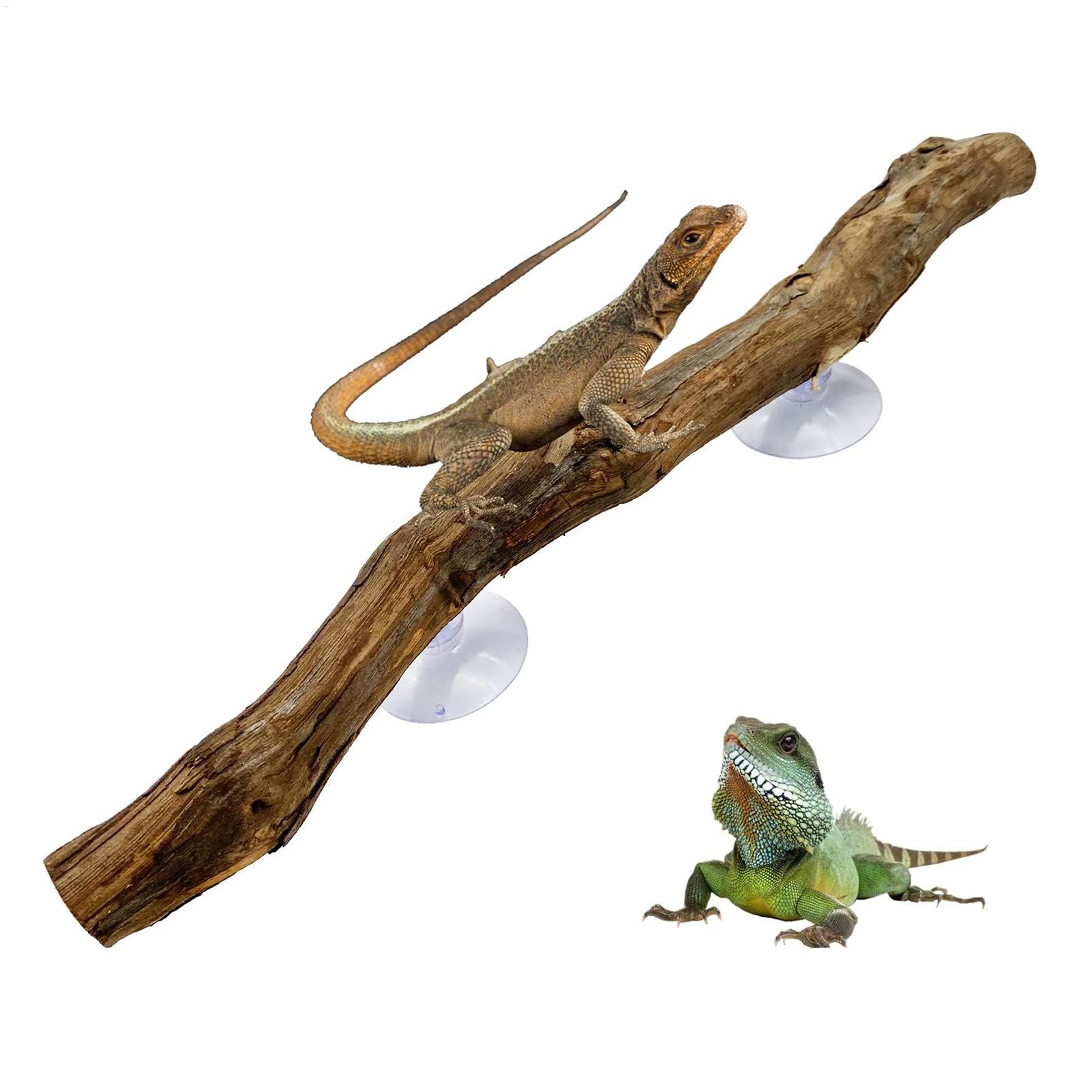 Home Decor Habitat - Rama de Madera para Reptiles, Esquina