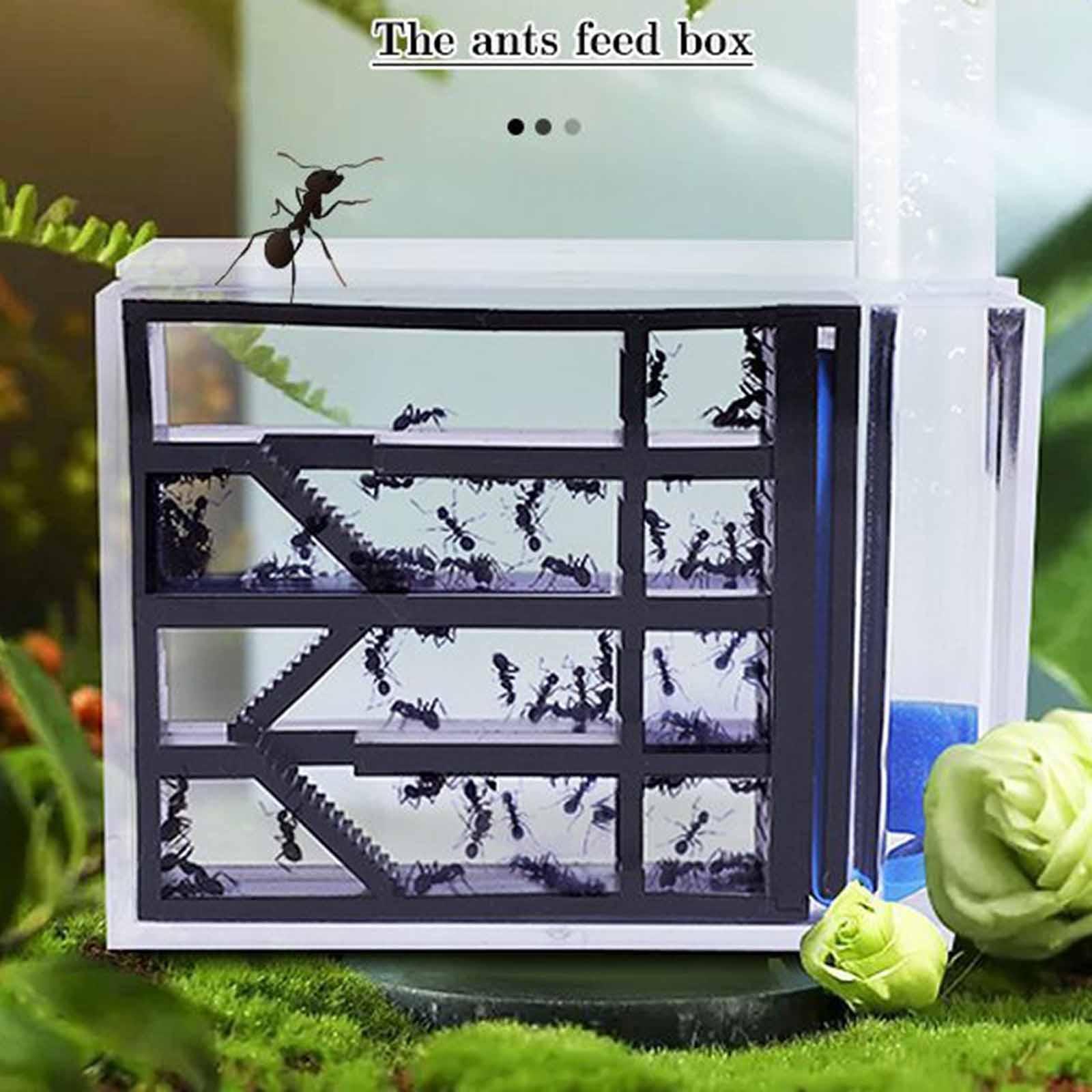Huevera de Hormigas DIY: Kit E - Home Decor Habitat reseña y precio
